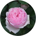 Anne Gibert Anne Gibert